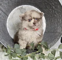 Solly, a male Pomsky for sale in Romulus, NY – Photo 2 of 5