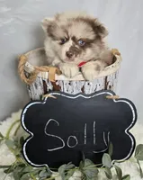Solly, a male Pomsky for sale in Romulus, NY – Photo 3 of 5