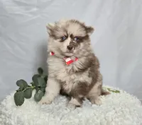 Solly, a male Pomsky for sale in Romulus, NY – Photo 4 of 5