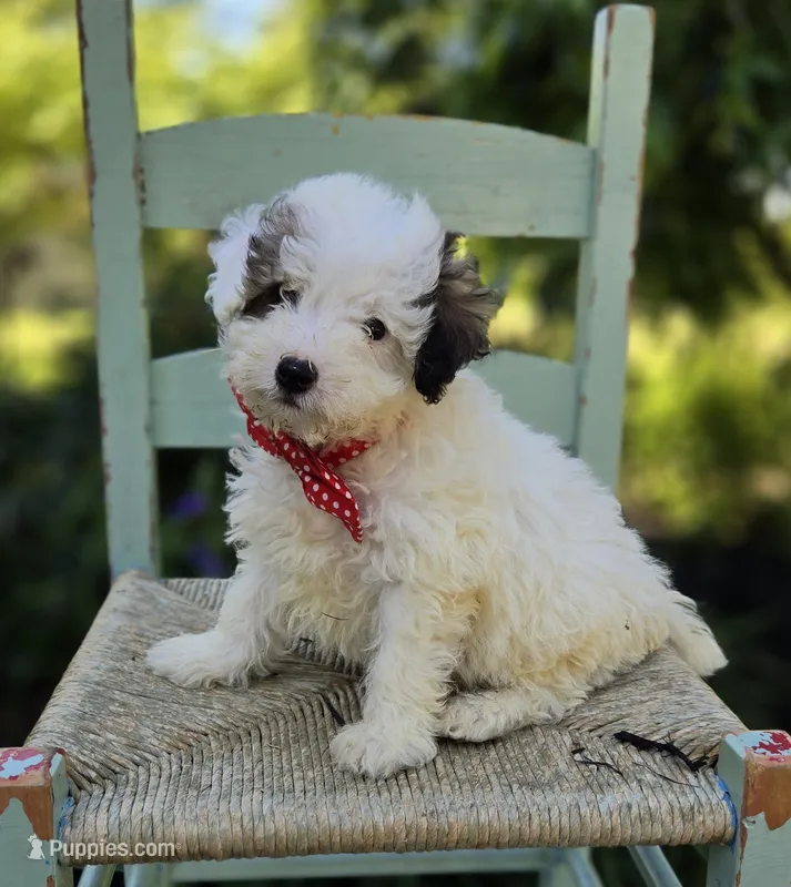 Connor – Poodle - Miniature  puppy for sale in Romulus, NY