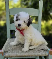 Connor, a male Poodle - Miniature  for sale in Romulus, NY – 1 of 4