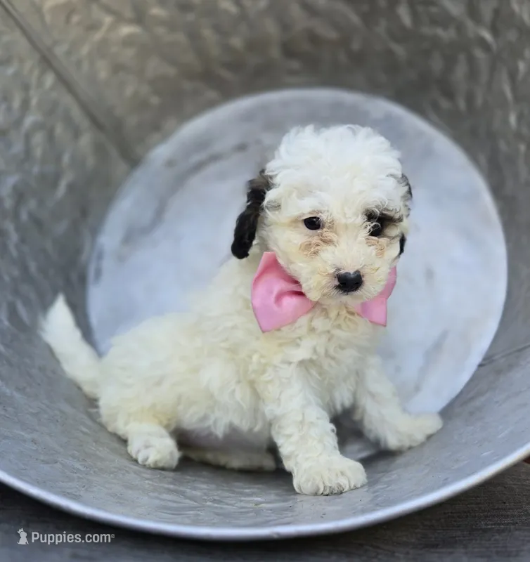 Darcy – Poodle - Miniature  puppy for sale in Romulus, NY