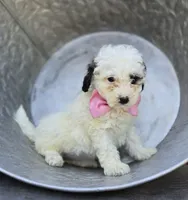 Darcy, a female Poodle - Miniature  for sale in Romulus, NY – 1 of 6