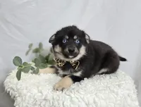 Timber, a male Pomsky for sale in Romulus, NY – Photo 2 of 4