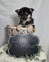 Timber, a male Pomsky for sale in Romulus, NY – Photo 3 of 4