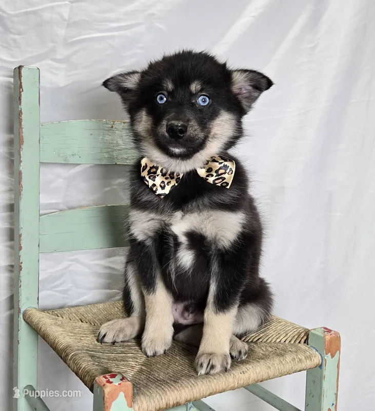 Timber, a male Pomsky for sale in Romulus, NY – Photo 1 of 4