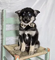 Timber, a male Pomsky for sale in Romulus, NY – Photo 1 of 4