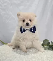 Barney, a male Pomeranian for sale in Romulus, NY – 4 of 6