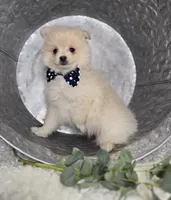 Barney, a male Pomeranian for sale in Romulus, NY – 2 of 6