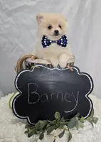 Barney, a male Pomeranian for sale in Romulus, NY – 6 of 6