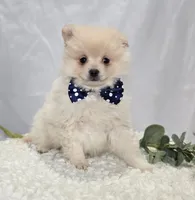 Barney, a male Pomeranian for sale in Romulus, NY – 1 of 6