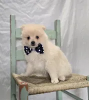 Barney, a male Pomeranian for sale in Romulus, NY – 3 of 6