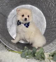 Barney, a male Pomeranian for sale in Romulus, NY – 5 of 6