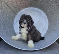 Denver, a male Poodle - Miniature  for sale in Romulus, NY – 1 of 4