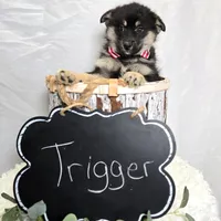 Trigger, a male Pomsky for sale in Romulus, NY – Photo 4 of 4