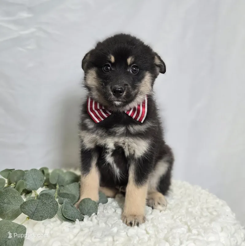 Trigger, a male Pomsky for sale in Romulus, NY – Photo 1 of 4