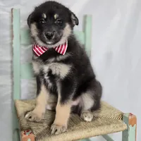 Trigger, a male Pomsky for sale in Romulus, NY – Photo 2 of 4