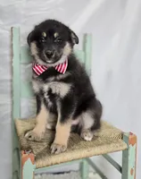 Trigger, a male Pomsky for sale in Romulus, NY – Photo 2 of 4