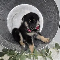 Trigger, a male Pomsky for sale in Romulus, NY – Photo 3 of 4