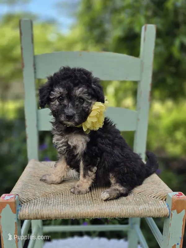 Daffodil – Poodle - Miniature  puppy for sale in Romulus, NY