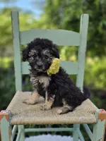 Daffodil, a female Poodle - Miniature  for sale in Romulus, NY – 1 of 4
