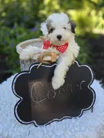 Connor, a male Poodle - Miniature  for sale in Romulus, NY – 2 of 4