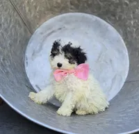 Cutie, a female Poodle - Miniature  for sale in Romulus, NY – 2 of 4