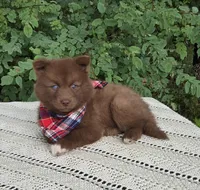 Mister, a male Pomsky for sale in Romulus, NY – Photo 4 of 4