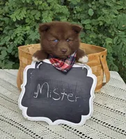 Mister, a male Pomsky for sale in Romulus, NY – Photo 3 of 4