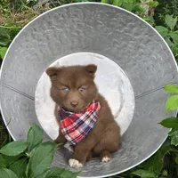 Mister, a male Pomsky for sale in Romulus, NY – Photo 2 of 4