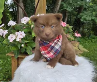 Mister, a male Pomsky for sale in Romulus, NY – Photo 1 of 4