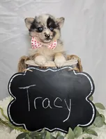 Tracy, a female Pomsky for sale in Romulus, NY – Photo 3 of 4