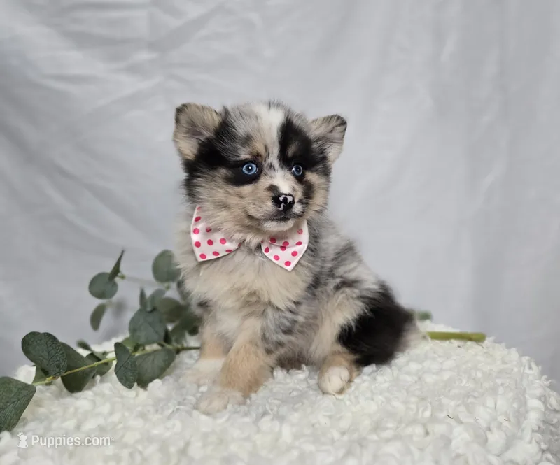 Tracy, a female Pomsky for sale in Romulus, NY – Photo 1 of 4