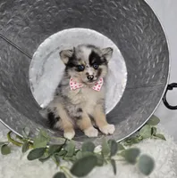 Tracy, a female Pomsky for sale in Romulus, NY – Photo 4 of 4