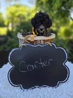 Carter, a male Poodle - Miniature  for sale in Romulus, NY – 2 of 4