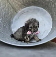 Debbie, a female Poodle - Miniature  for sale in Romulus, NY – 4 of 5