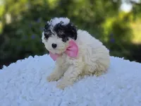 Cutie, a female Poodle - Miniature  for sale in Romulus, NY – 4 of 4