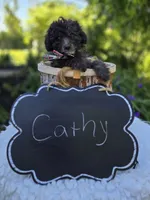 Cathy, a female Poodle - Miniature  for sale in Romulus, NY – 4 of 4