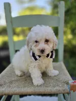 Dillon, a male Poodle - Miniature  for sale in Romulus, NY – 4 of 4