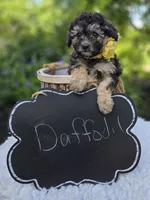 Daffodil, a female Poodle - Miniature  for sale in Romulus, NY – 3 of 4