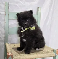 Buddy, a male Pomeranian for sale in Romulus, NY – 5 of 5