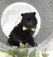 Buddy, a male Pomeranian for sale in Romulus, NY – 4 of 5