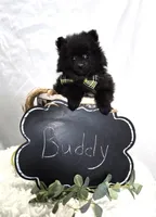 Buddy, a male Pomeranian for sale in Romulus, NY – 3 of 5