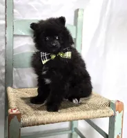 Buddy, a male Pomeranian for sale in Romulus, NY – 2 of 5
