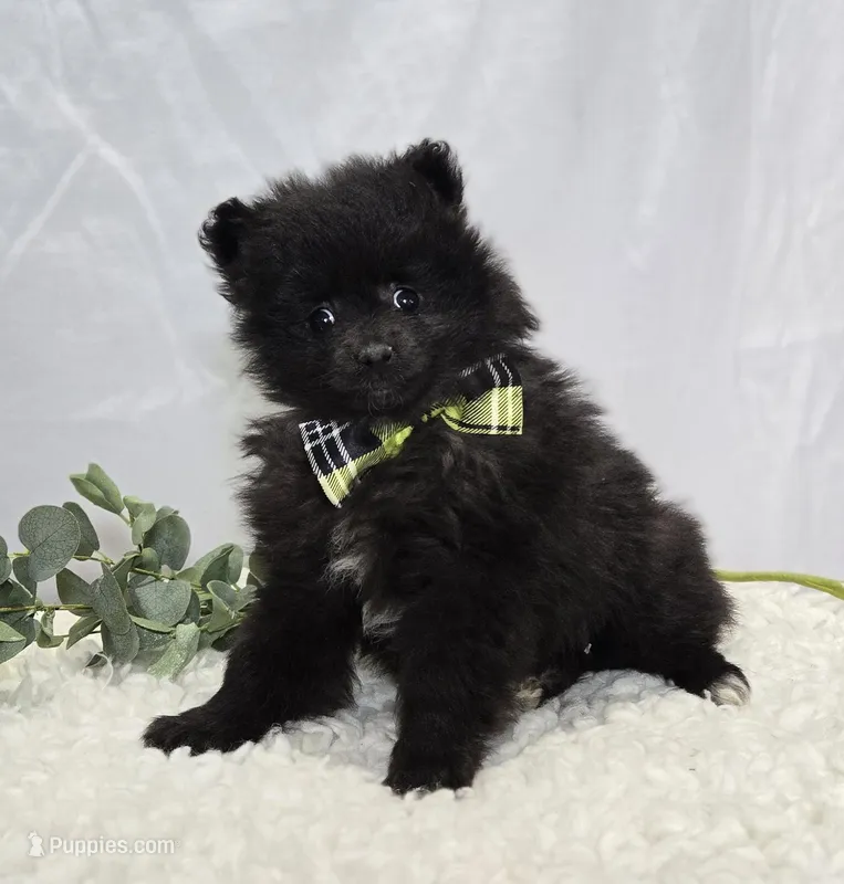 Buddy – Pomeranian puppy for sale in Romulus, NY