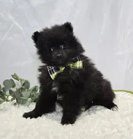 Buddy, a male Pomeranian for sale in Romulus, NY – 1 of 5