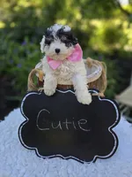 Cutie, a female Poodle - Miniature  for sale in Romulus, NY – 3 of 4