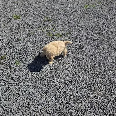Dolly, a female Poodle - Miniature  for sale in Romulus, NY – 5 of 5