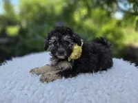 Daffodil, a female Poodle - Miniature  for sale in Romulus, NY – 2 of 4