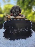 Debbie, a female Poodle - Miniature  for sale in Romulus, NY – 2 of 5